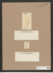 Navicula lyra Ehr. (de-Toni-Nr.: Genus 1, Species 327) Zeichnungen Sammlung Grunow Nr. 732 (NHMW-BOT-W0367117)